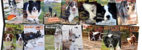 Border Collie Magazine